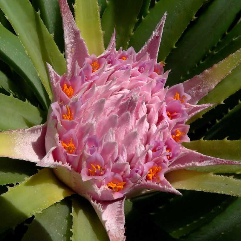 Ochagavia carnea (Blüte)