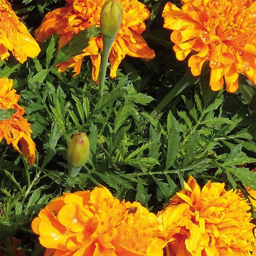 Studentenblume Bonanza Orange (Laub)