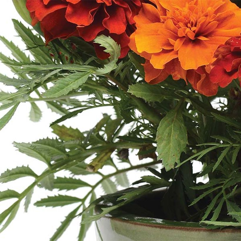 Niedrige Studentenblume Fireball - Tagetes (Laub)