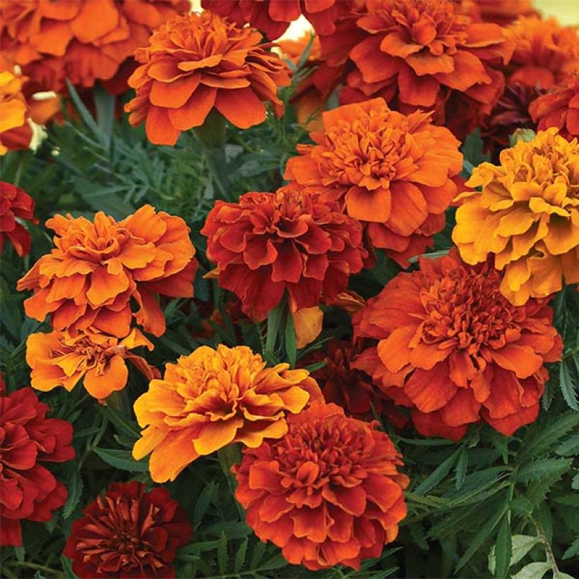 Niedrige Studentenblume Fireball - Tagetes (Blüte)