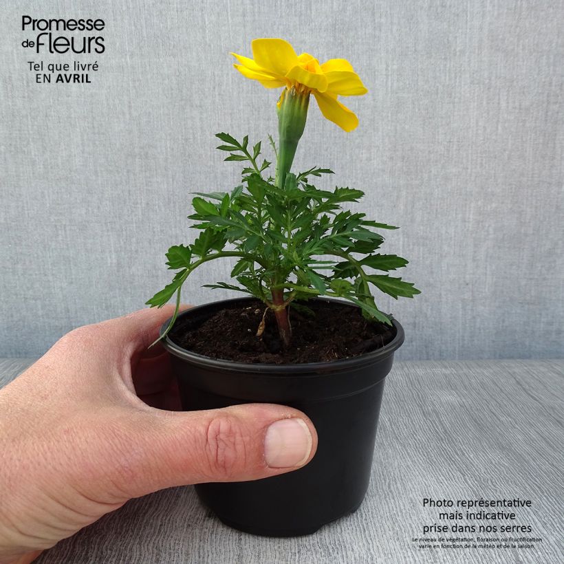 Exemplar von Oeillet d'Inde Durango Yellow - pot de 10/11cm wie im Frühjahr geliefert