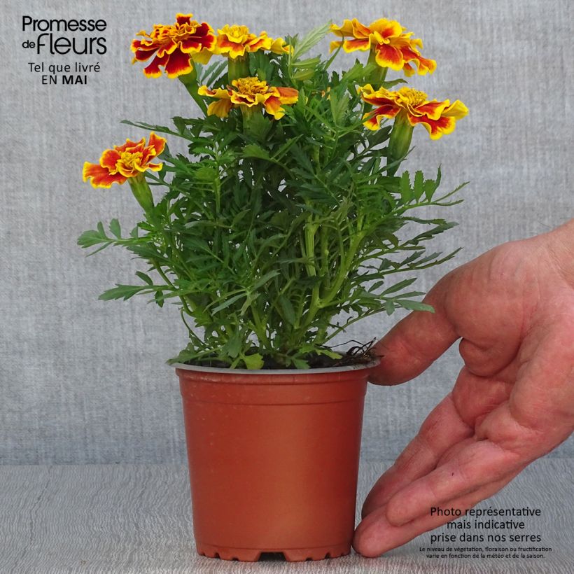 Exemplar von Oeillet d'Inde Queen Yellow Fire - pot de 10/11cm wie im Frühjahr geliefert