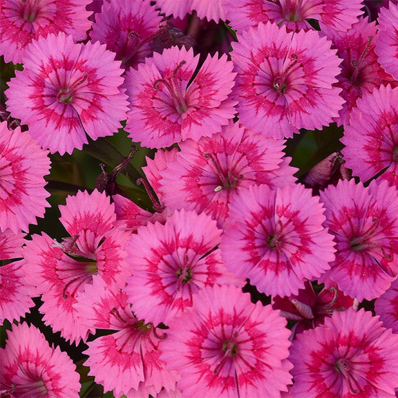 Dianthus barbatus Jolt Pink - Bartnelke (Blüte)