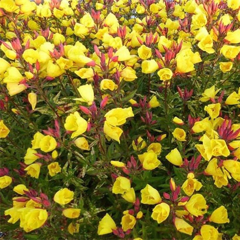 Oenothera fruticosa Camel - Stauden-Nachtkerze (Blüte)