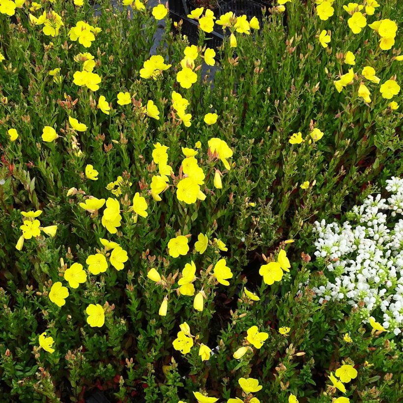 Oenothera fruticosa Hohes Licht - Stauden-Nachtkerze (Hafen)