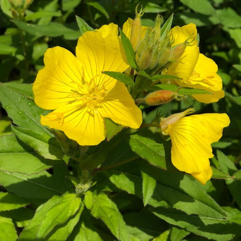 Oenothera fruticosa Michelle Ploeger - Stauden-Nachtkerze (Laub)