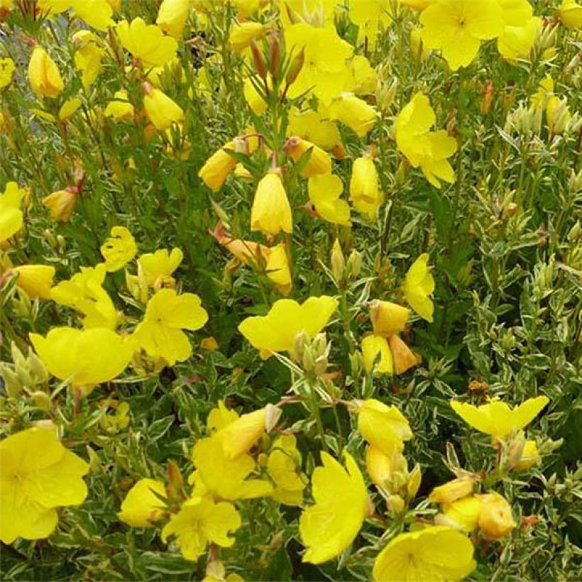 Oenothera fruticosa Silberblatt - Stauden-Nachtkerze (Blüte)