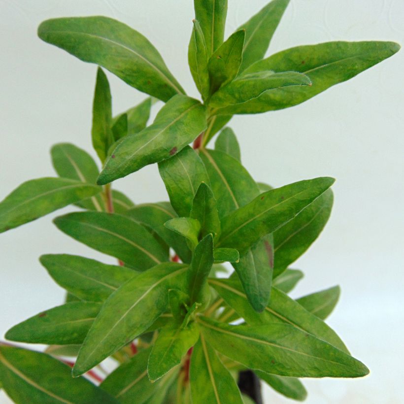 Oenothera fruticosa Sonnenwende - Stauden-Nachtkerze (Laub)