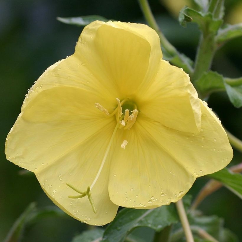 Oenothera glazioviana - Rotkelchige Nachtkerze (Blüte)