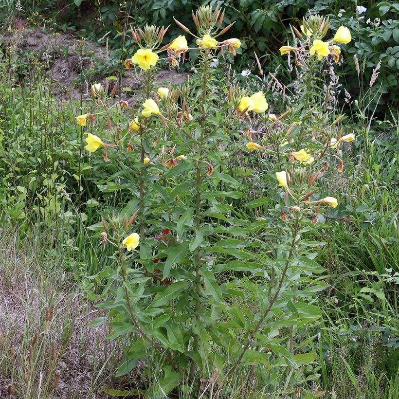 Oenothera glazioviana - Rotkelchige Nachtkerze (Hafen)