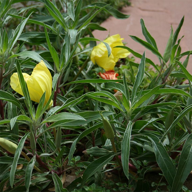 Oenothera missouriensis - Missouri-Nachtkerze (Laub)