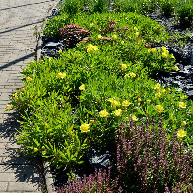 Oenothera missouriensis - Missouri-Nachtkerze (Hafen)