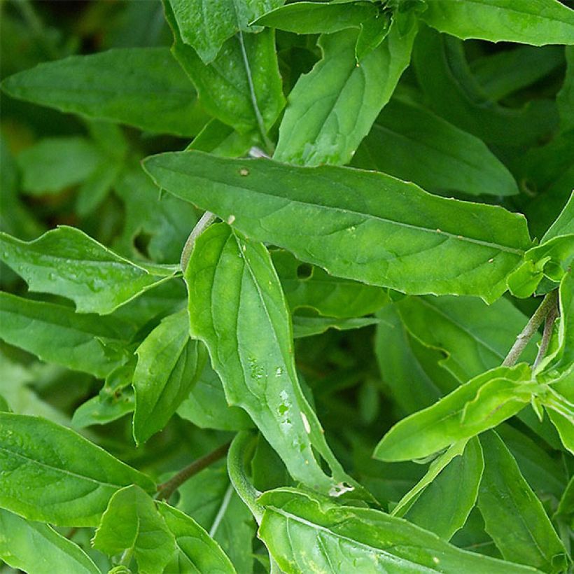 Oenothera speciosa - Weiße Nachtkerze (Laub)