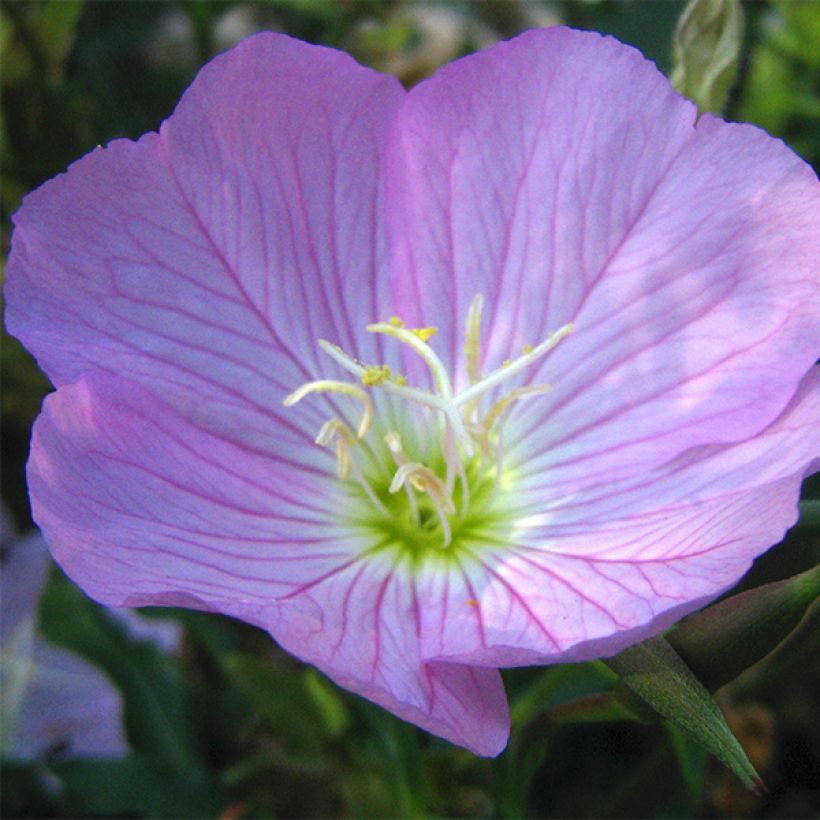 Oenothera speciosa - Weiße Nachtkerze (Blüte)