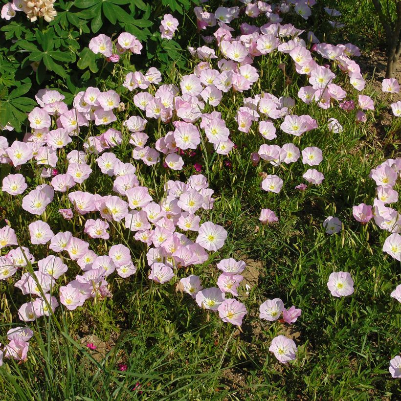 Oenothera speciosa - Weiße Nachtkerze (Hafen)