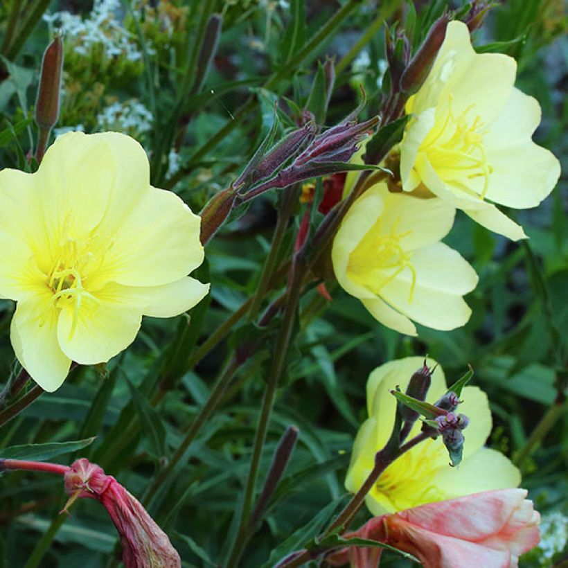 Oenothera stricta Sulphurea - Steife Nachtkerze (Blüte)