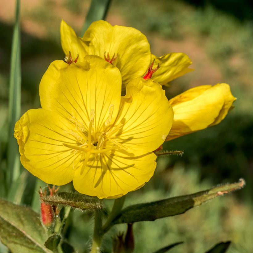 Oenothera tetragona - Nachtkerze (Blüte)