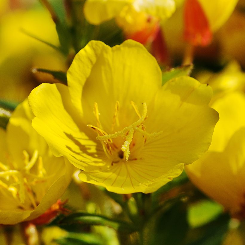 Oenothera Pénélope Hobhouse - Nachtkerze (Blüte)