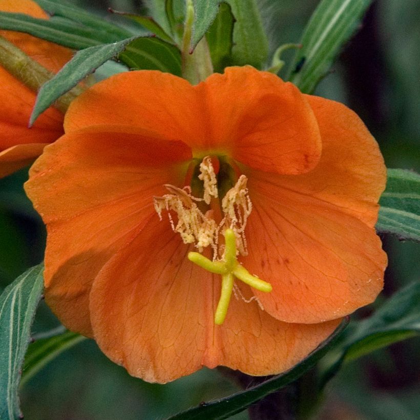 Oenothera versicolor Sunset Boulevard - Orangerote Nachtkerze (Blüte)