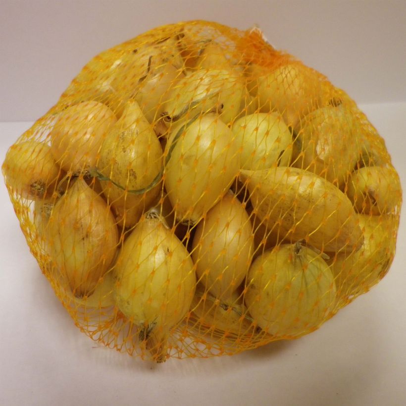 Beispiel eines Exemplars von Oignon Senshyu Yellow en plants (plantation d'automne) Sac de 500g wie geliefert