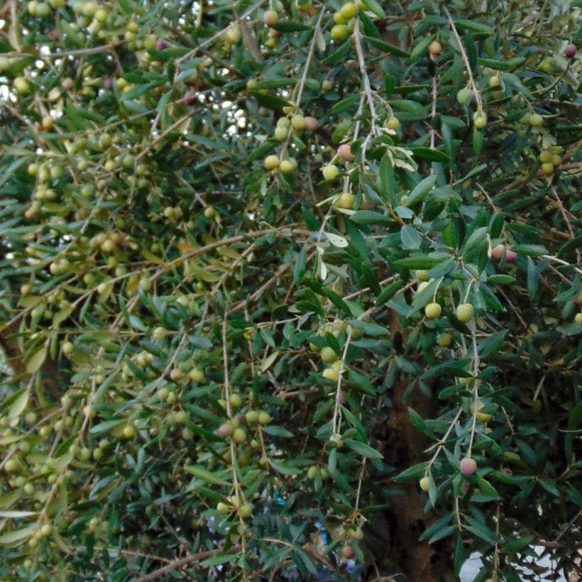 Ölbaum - Olea europaea (Laub)