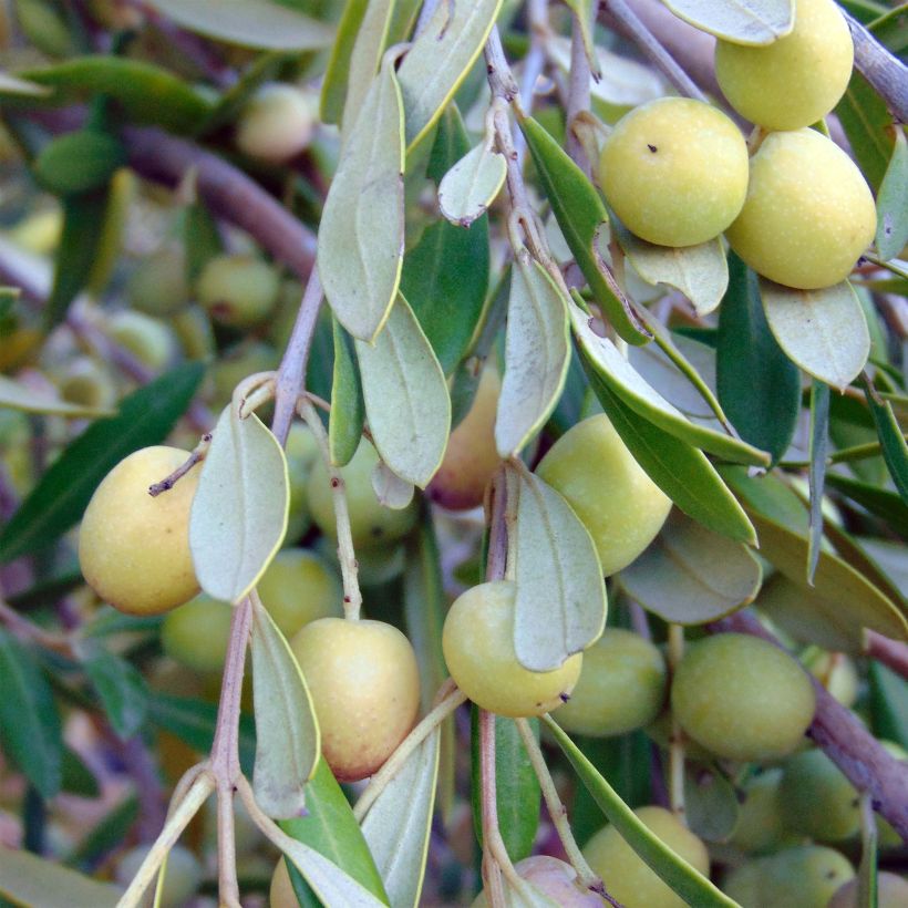 Ölbaum (Stengel) - Olea europaea (Ernte)