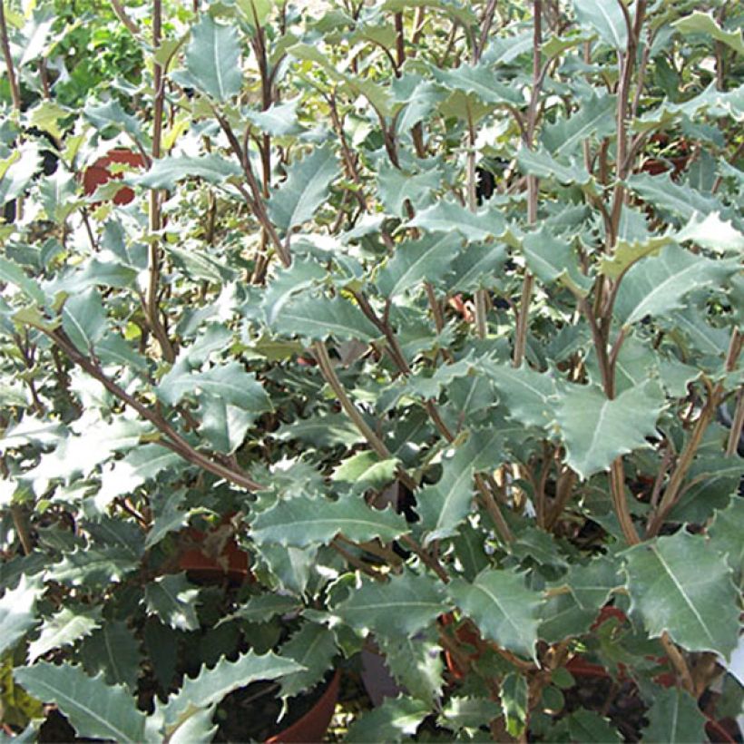 Olearia macrodonta Major - Baumaster (Laub)