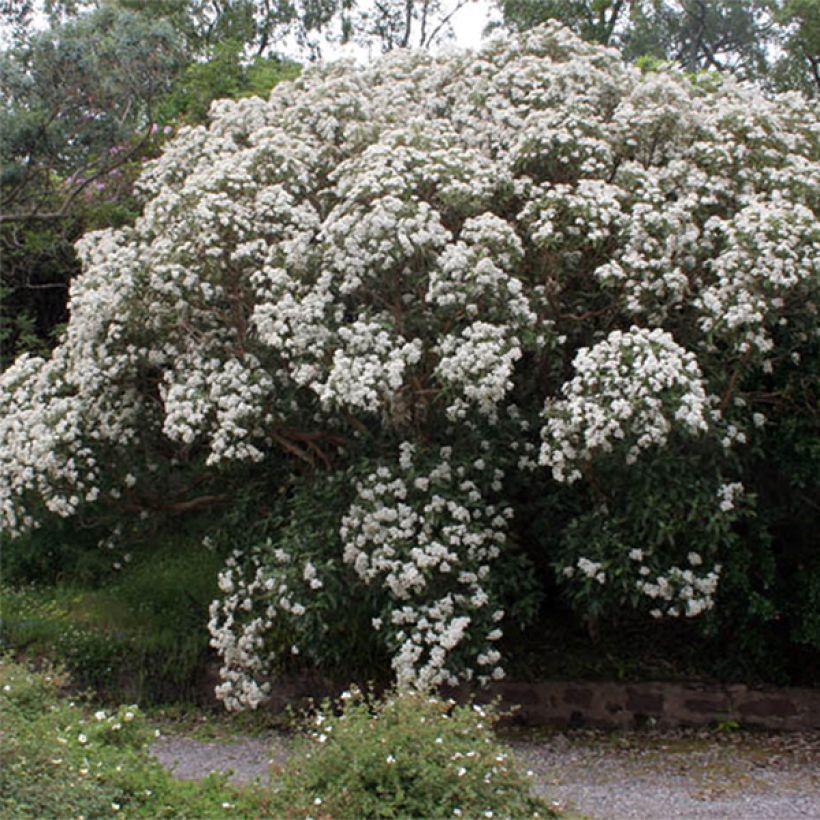 Olearia macrodonta Major - Baumaster (Blüte)