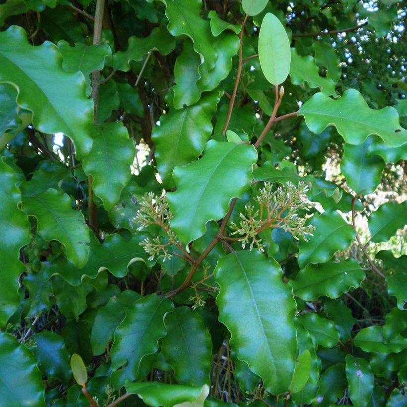 Olearia paniculata - Baumaster (Laub)