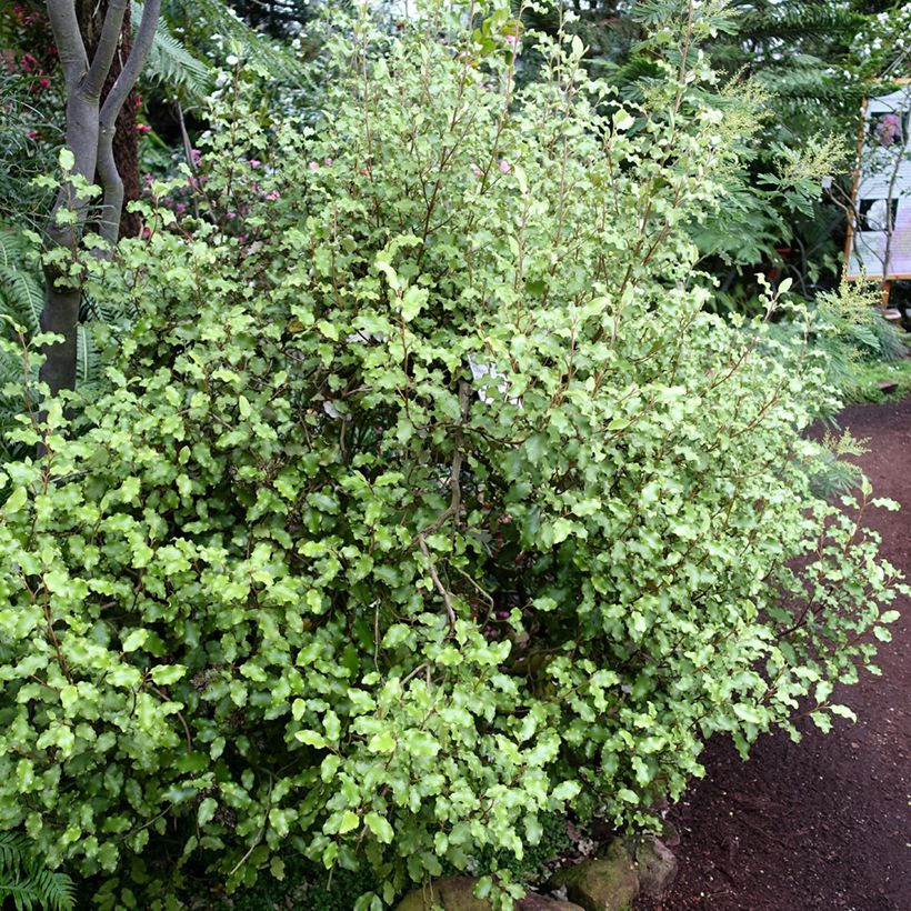 Olearia paniculata - Baumaster (Hafen)