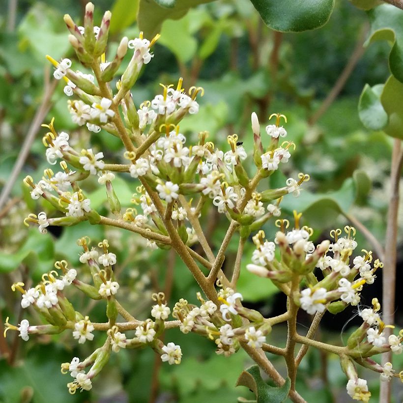 Olearia paniculata - Baumaster (Blüte)