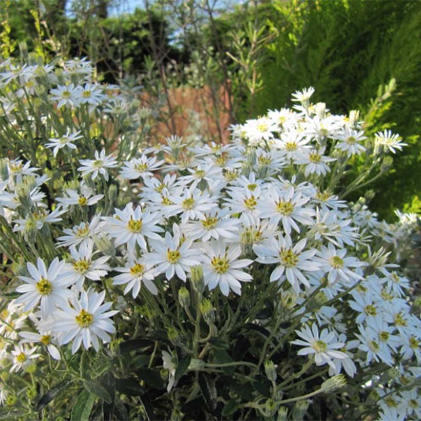 Olearia scilloniensis - Baumaster (Blüte)