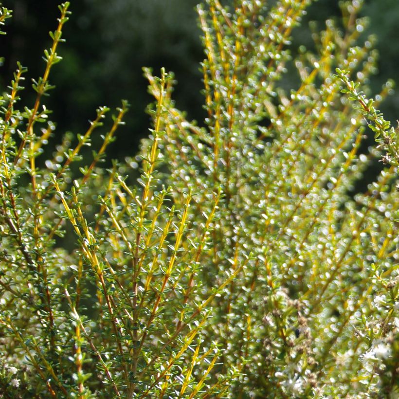 Olearia solandri Aurea - Baumaster (Laub)