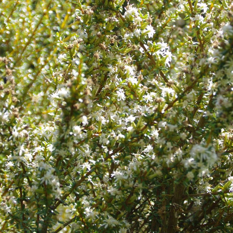 Olearia solandri Aurea - Baumaster (Blüte)