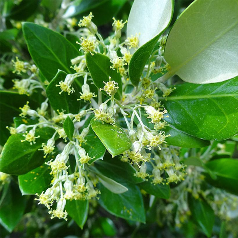 Olearia traversii - Baumaster (Blüte)