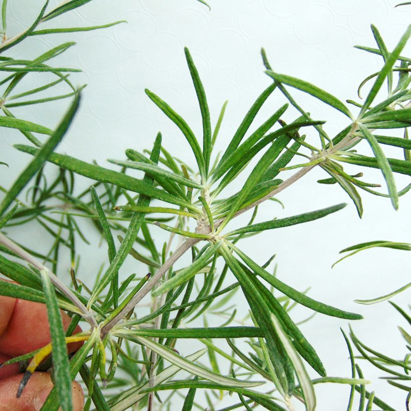 Olearia virgata - Baumaster (Laub)