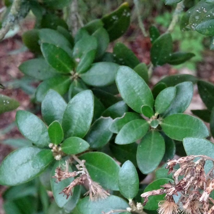 Olearia haastii - Baumaster (Laub)