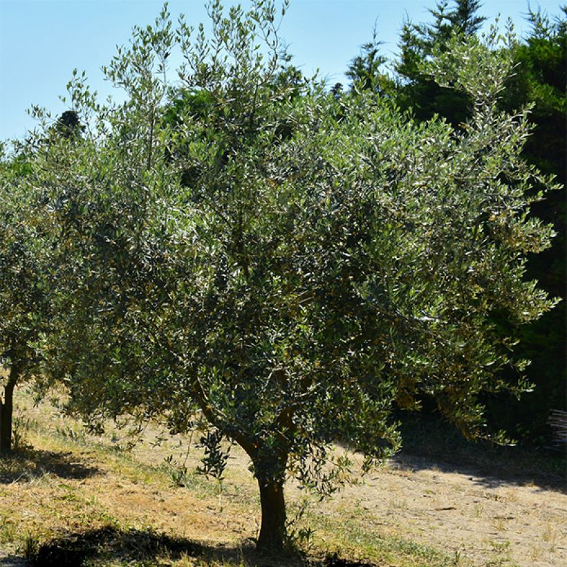 Ölbaum Aglandau - Olea europaea (Hafen)