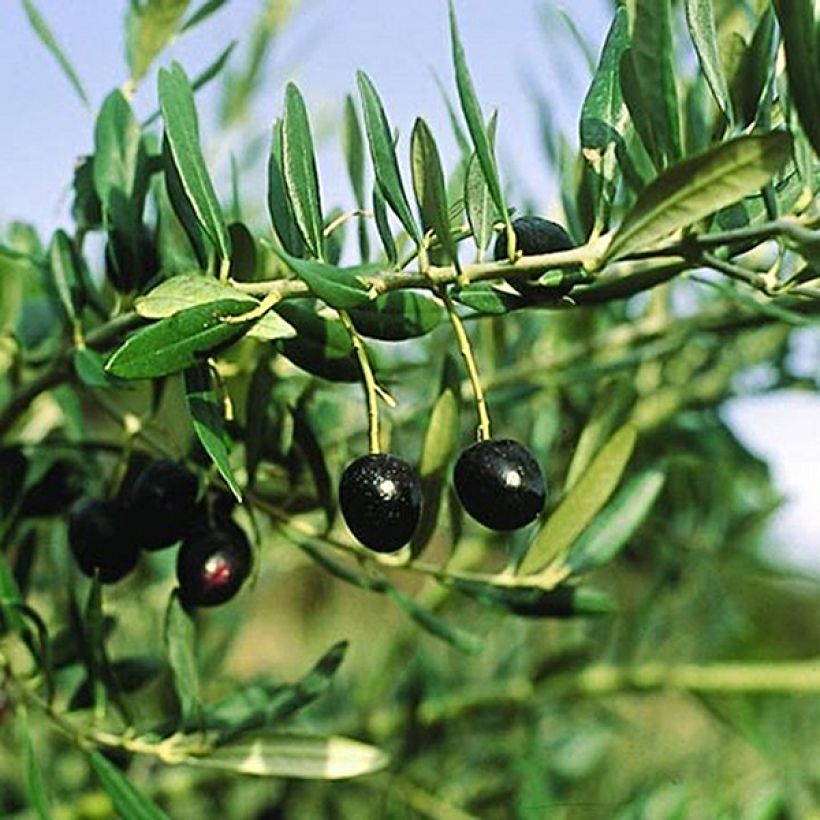 Ölbaum Bouteillan - Olea europaea (Ernte)