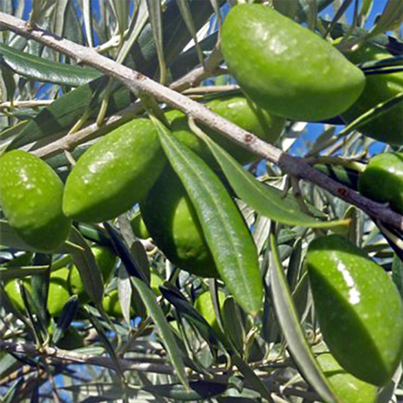 Ölbaum Lucques - Olea europaea (Ernte)