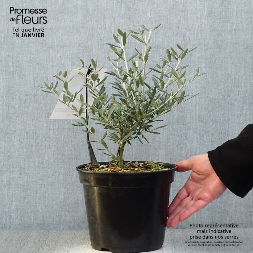 Exemplar von Olivier Lucques - Olea europaea Pot de 3L/4L wie im Winter geliefert