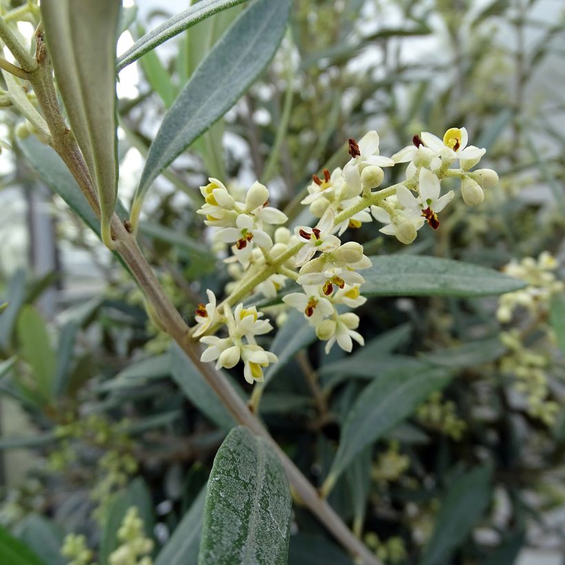 Ölbaum (Stengel) - Olea europaea (Blüte)