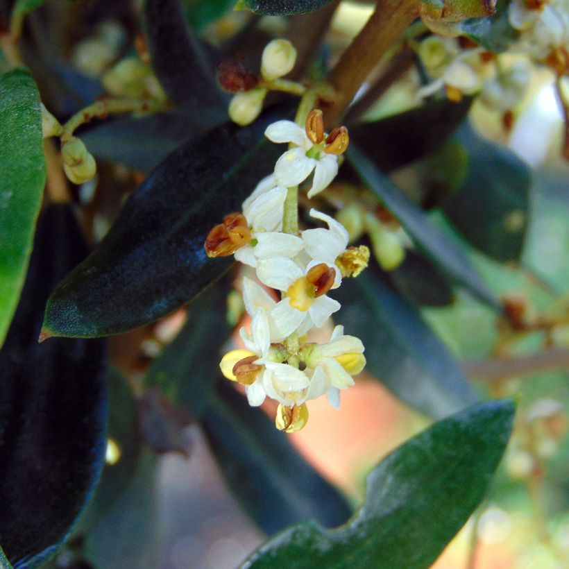 Ölbaum - Olea europaea (Blüte)