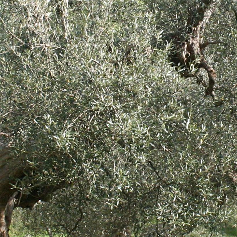 Ölbaum Picholine - Olea europaea (Laub)