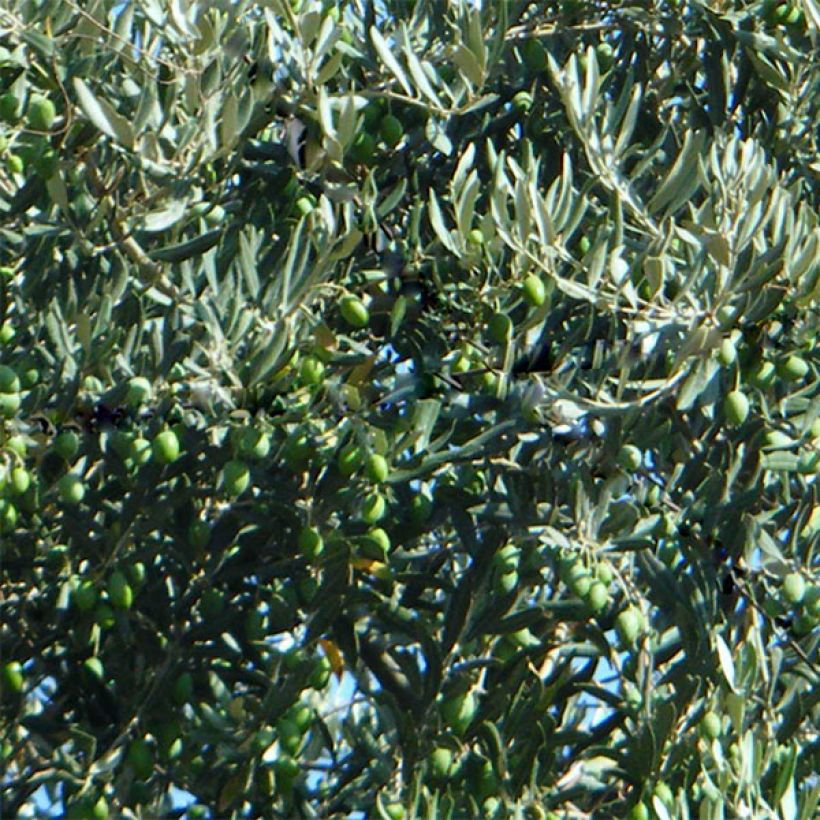 Ölbaum Picholine - Olea europaea (Ernte)