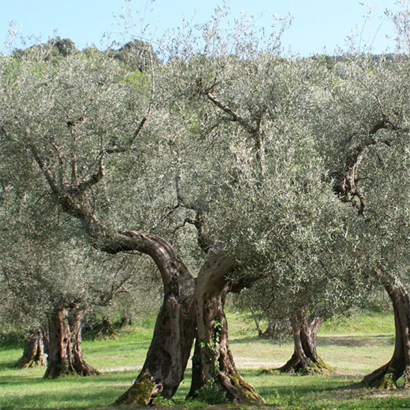 Ölbaum Picholine - Olea europaea (Hafen)