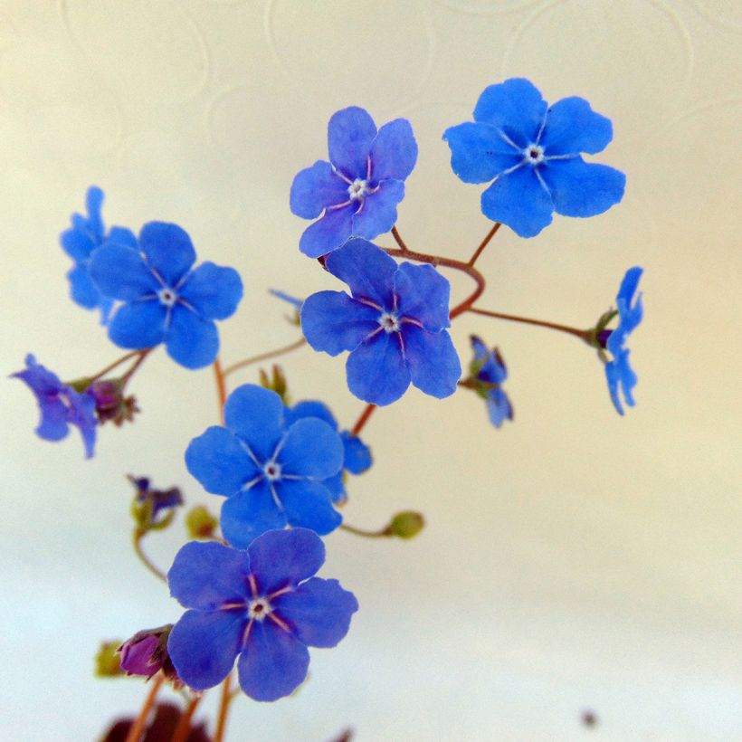 Omphalodes cappadocica Cherry Ingram - Kaukasus-Gedenkemein (Blüte)