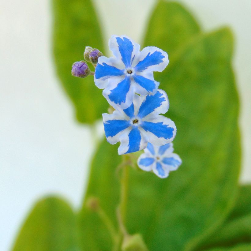 Omphalodes cappadocica Starry Eyes - Kaukasus-Gedenkemein (Blüte)