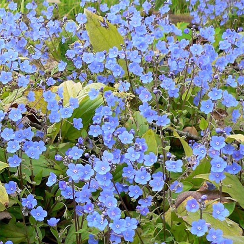 Omphalodes cappadocica - Kaukasus-Gedenkemein (Blüte)