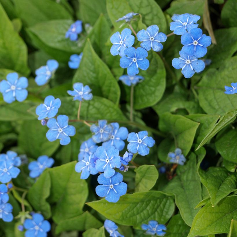 Omphalodes verna - Frühlings-Gedenkemein (Blüte)